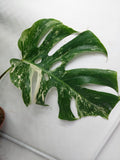 Monstera Variegata (zum aussuchen) weniger weiß