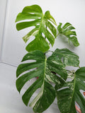 Monstera Variegata (zum aussuchen) weniger weiß