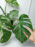 Monstera Variegata (zum aussuchen) weniger weiß