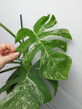 Monstera Variegata (zum aussuchen) weniger weiß