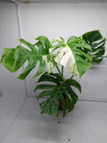 Monstera Variegata (zum aussuchen) weniger weiß