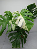 Monstera Variegata (zum aussuchen) weniger weiß