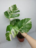 Monstera Variegata (zum aussuchen) weniger weiß