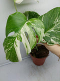 Monstera Variegata (zum aussuchen) weniger weiß