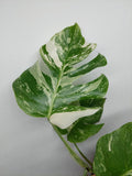 Monstera Variegata (zum aussuchen) weniger weiß