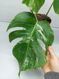 Monstera Variegata (zum aussuchen) weniger weiß