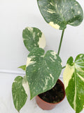 Monstera Thai Constellation