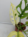 Monstera Adansonii Variegata