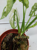 Monstera Adansonii Variegata