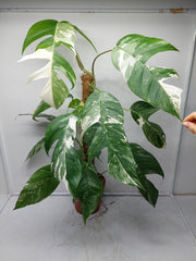 Epipremnum Pinnatum Variegata Adult