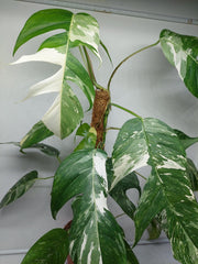 Epipremnum Pinnatum Variegata Adult