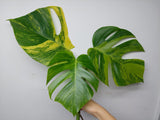 Monstera Aurea Steckling