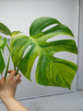 Monstera Aurea Steckling