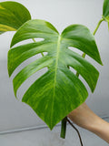 Monstera Aurea Steckling