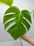 Monstera Aurea Steckling