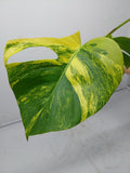 Monstera Aurea Steckling