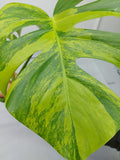 Monstera Aurea Steckling