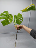 Monstera Aurea Steckling