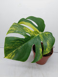 Monstera Aurea Steckling