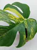 Monstera Aurea Steckling