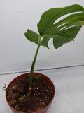 Monstera Aurea Steckling