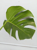 Monstera Aurea Steckling