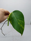 Monstera Aurea Steckling