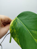 Monstera Aurea Steckling