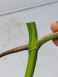 Monstera Aurea Steckling