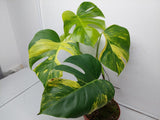 Monstera Aurea Variegata