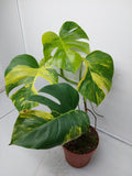 Monstera Aurea Variegata