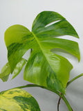 Monstera Aurea Variegata