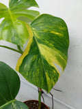 Monstera Aurea Variegata