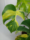 Monstera Aurea Variegata