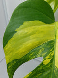 Monstera Aurea Variegata