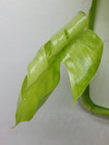 Monstera Aurea Variegata