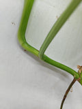 Monstera Aurea Variegata