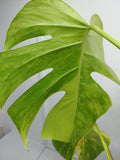 Monstera Aurea Variegata