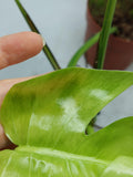 Monstera Aurea Variegata