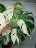 Monstera Variegata (zum aussuchen)