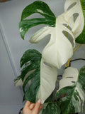 Monstera Variegata (zum aussuchen)