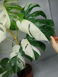 Monstera Variegata (zum aussuchen)