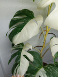 Monstera Variegata (zum aussuchen)