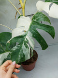 Monstera Variegata (zum aussuchen)