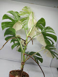 Monstera Variegata (zum aussuchen)