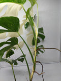 Monstera Variegata (zum aussuchen)