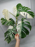 Monstera Variegata (zum aussuchen)