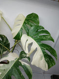 Monstera Variegata (zum aussuchen)