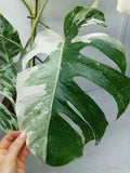 Monstera Variegata (zum aussuchen)