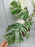 Monstera Variegata (zum aussuchen)